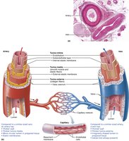 Structure of arteries, veins, and capillaries showing tunics