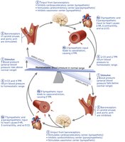 Baroreceptor reflex homeostasis
