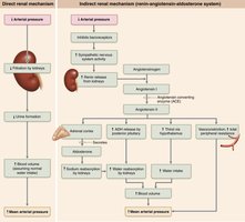 Renal mechanisms of blood pressure regulation
