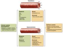 Intrinsic and extrinsic control of arteriolar smooth muscle