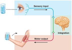 Diagram of sensory input, integration, and motor output