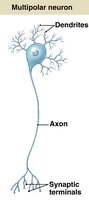 Multipolar neuron diagram
