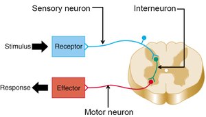 Diagram of sensory, interneuron, and motor neuron pathways