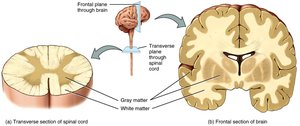 Gray and white matter in spinal cord and brain