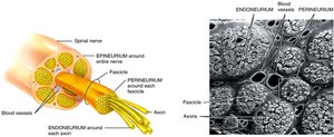 Structure of a peripheral nerve