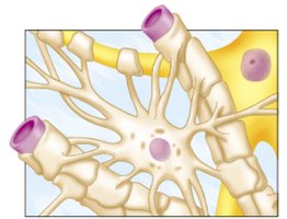 Astrocyte structure