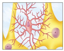 Microglia structure