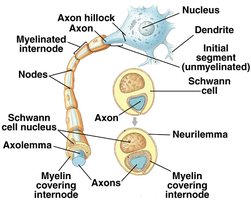 Myelinated motor neuron structure