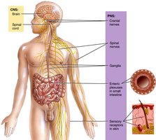 Diagram of CNS and PNS anatomical divisions