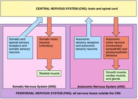 Functional divisions of the nervous system