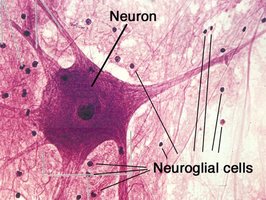 Histological image of neuron and neuroglial cells