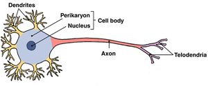 Diagram of neuron structure