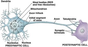 Detailed diagram of neuron with labeled parts