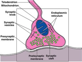 Diagram of synapse structure