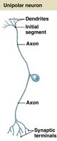 Unipolar neuron diagram