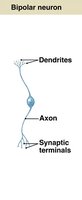 Bipolar neuron diagram