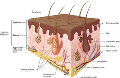 Cross-section of skin showing epidermis, dermis, hypodermis, and associated structures