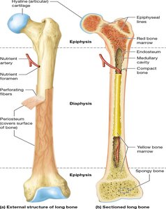 Structure of a long bone showing diaphysis, epiphyses, medullary cavity, compact and spongy bone