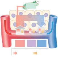 Diagram showing filtration and reabsorption across capillary walls, with forces and fluid movement