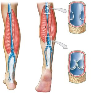 Function of valves in the venous system