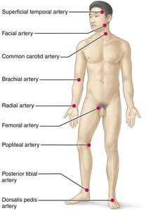 Body sites where the pulse is most easily palpated