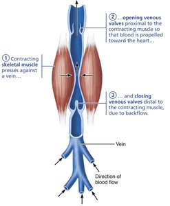 The muscular pump