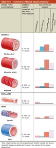 Summary of blood vessel anatomy table