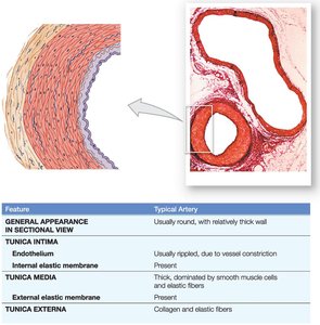 Histology of a typical artery