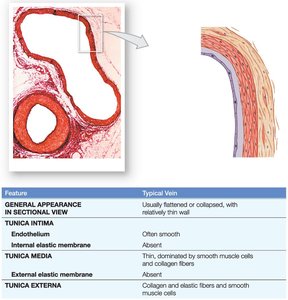 Histology of a typical vein