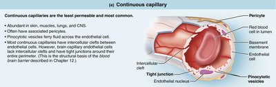 Continuous capillary structure