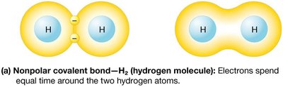 Polar covalent bond example