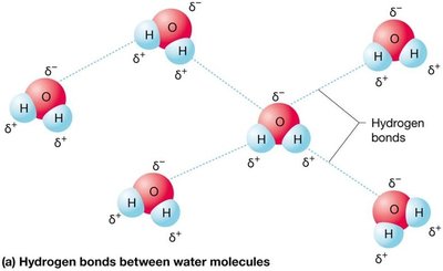 Hydrogen bonds between water molecules