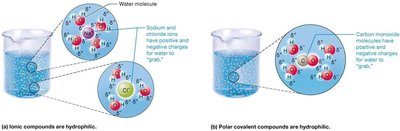 Hydrophilic solutes in water