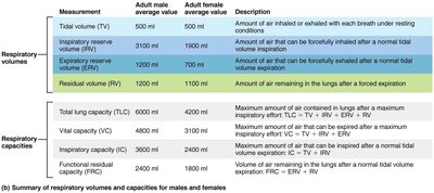 Summary of respiratory volumes and capacities for males and females