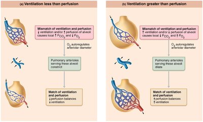 Ventilation-perfusion coupling