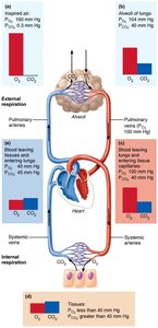 Partial pressure gradients promoting gas movements in the body