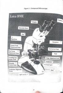 Labeled diagram of a compound microscope