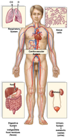 Diagram of the human cardiovascular system showing major vessels and organs
