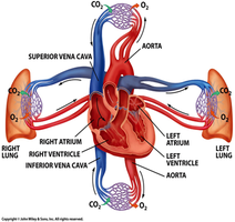 Diagram of the heart and major vessels showing the flow of oxygenated and deoxygenated blood