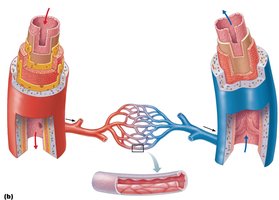 Cross-section of artery, vein, and capillary showing vessel wall layers