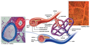 Diagram of capillary bed with arterioles, venules, and capillary network