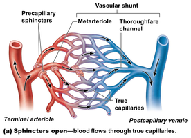 Diagram showing blood flow through capillary bed with sphincters open