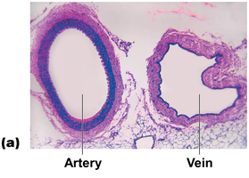 Microscopic image comparing artery and vein structure