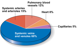 Pie chart showing distribution of blood in the body