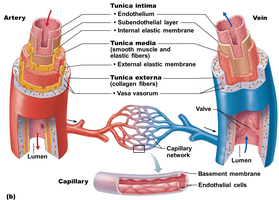 Detailed labeled diagram of artery, vein, and capillary wall structure