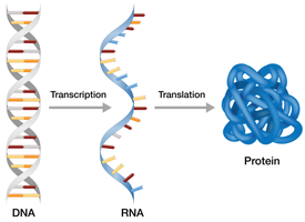 Protein synthesis: transcription and translation
