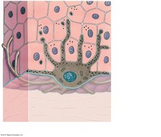 Melanocyte and keratinocyte interaction