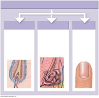 Accessory structures: hair follicle, sweat gland, nail