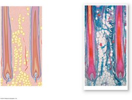 Hair follicle histology