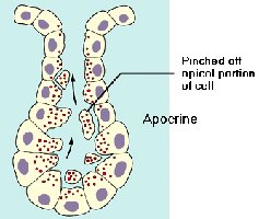 Mammary gland structure